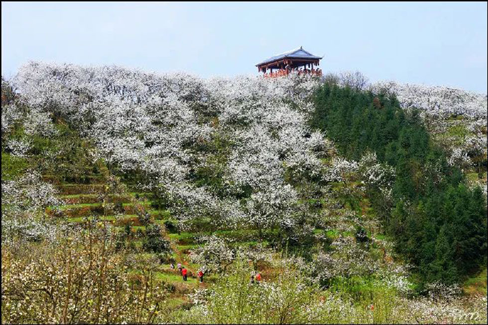 【春天,广西桂林灌阳县向您发出邀请!】我们在灌阳看梨花 - 游山玩水 - 襄樊生活社区 - 襄樊28生活网 xf.28life.com