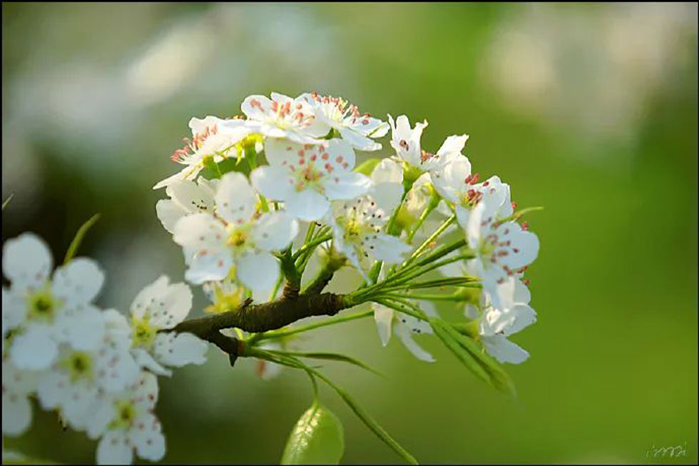 【春天,广西桂林灌阳县向您发出邀请!】我们在灌阳看梨花 - 游山玩水 - 襄樊生活社区 - 襄樊28生活网 xf.28life.com