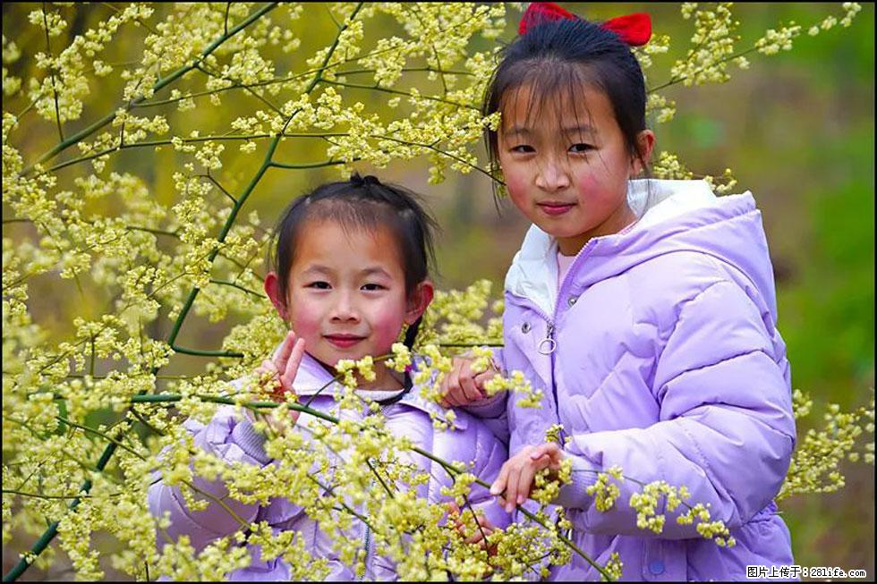 【春天,广西桂林灌阳县向您发出邀请!】米珠山前有片山苍子花在飘香 - 游山玩水 - 襄樊生活社区 - 襄樊28生活网 xf.28life.com