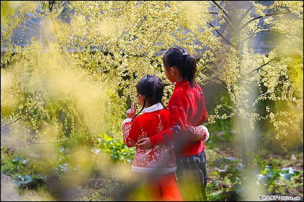 【春天,广西桂林灌阳县向您发出邀请!】米珠山前有片山苍子花在飘香 - 游山玩水 - 襄樊生活社区 - 襄樊28生活网 xf.28life.com