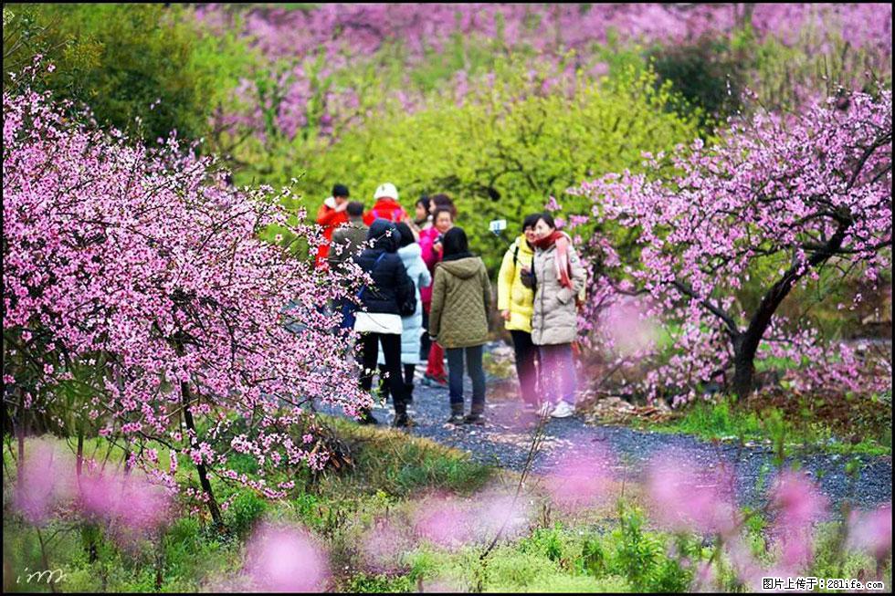 【春天,广西桂林灌阳县向您发出邀请!】官庄村有个醉美的桃花园 - 游山玩水 - 襄樊生活社区 - 襄樊28生活网 xf.28life.com
