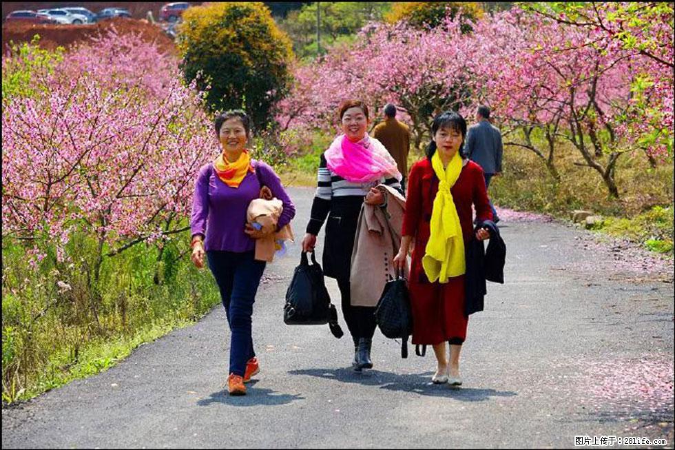 【春天,广西桂林灌阳县向您发出邀请!】官庄村有个醉美的桃花园 - 游山玩水 - 襄樊生活社区 - 襄樊28生活网 xf.28life.com
