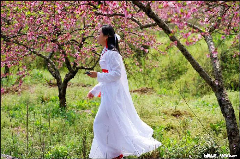 【春天,广西桂林灌阳县向您发出邀请!】官庄村有个醉美的桃花园 - 游山玩水 - 襄樊生活社区 - 襄樊28生活网 xf.28life.com