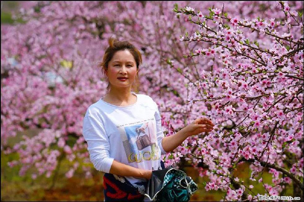 【春天,广西桂林灌阳县向您发出邀请!】官庄村有个醉美的桃花园 - 游山玩水 - 襄樊生活社区 - 襄樊28生活网 xf.28life.com