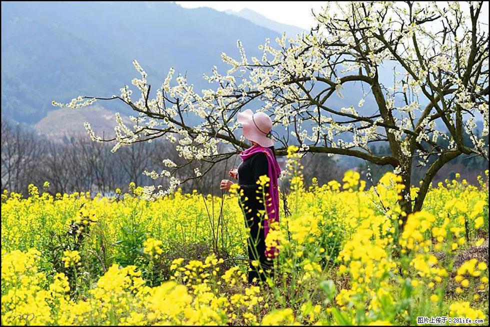 【春天,广西桂林灌阳县向您发出邀请!】长坪村油菜盛情花开 - 游山玩水 - 襄樊生活社区 - 襄樊28生活网 xf.28life.com