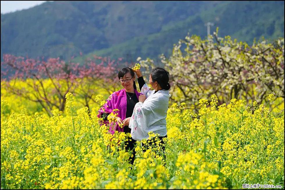【春天,广西桂林灌阳县向您发出邀请!】长坪村油菜盛情花开 - 游山玩水 - 襄樊生活社区 - 襄樊28生活网 xf.28life.com