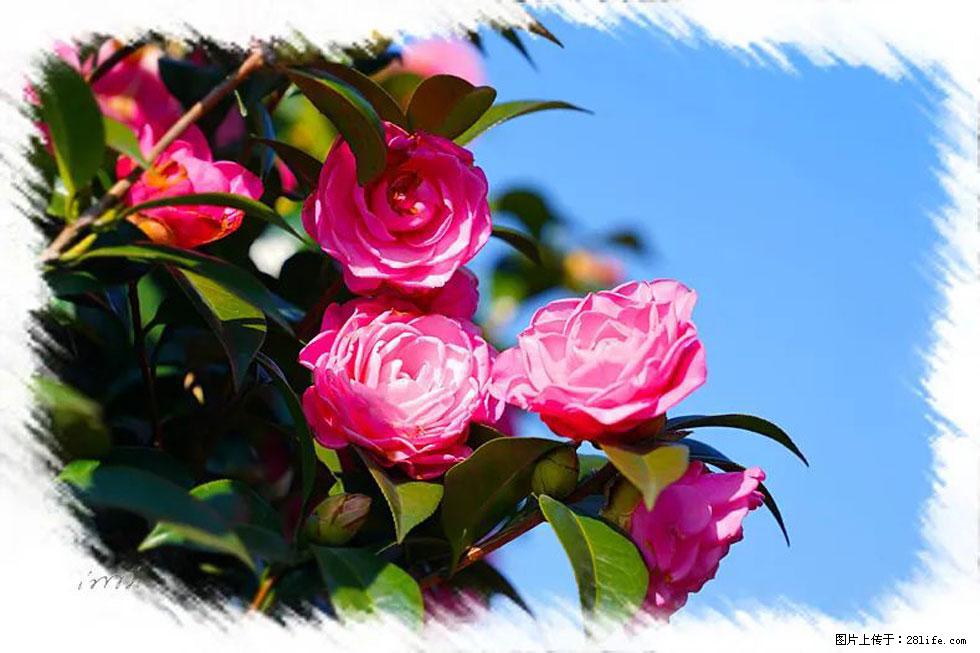 【春天,广西桂林灌阳县向您发出邀请!】杨柳井茶花惹人爱 - 游山玩水 - 襄樊生活社区 - 襄樊28生活网 xf.28life.com