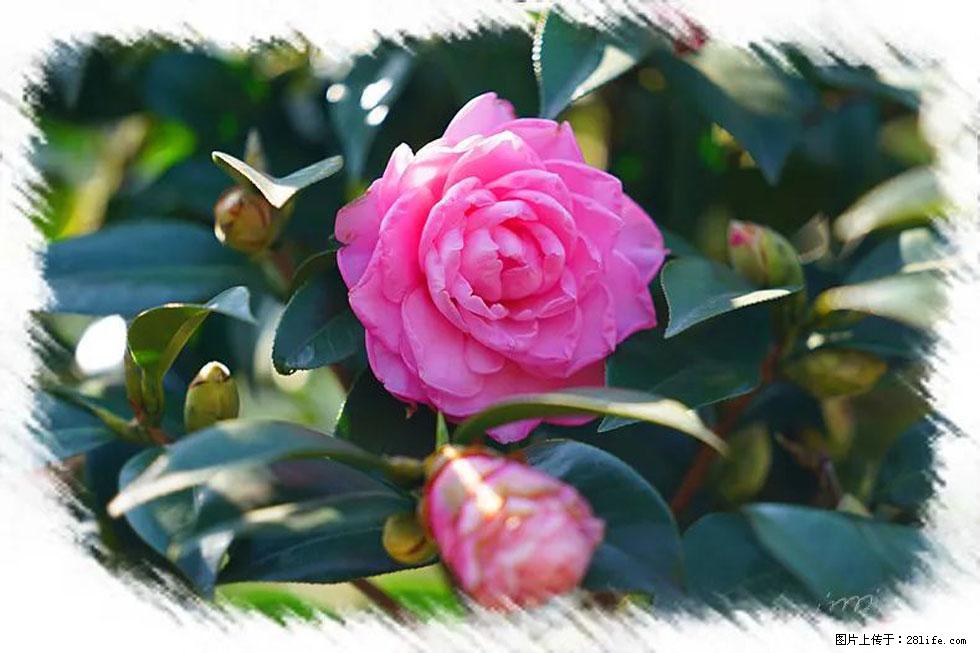 【春天,广西桂林灌阳县向您发出邀请!】杨柳井茶花惹人爱 - 游山玩水 - 襄樊生活社区 - 襄樊28生活网 xf.28life.com
