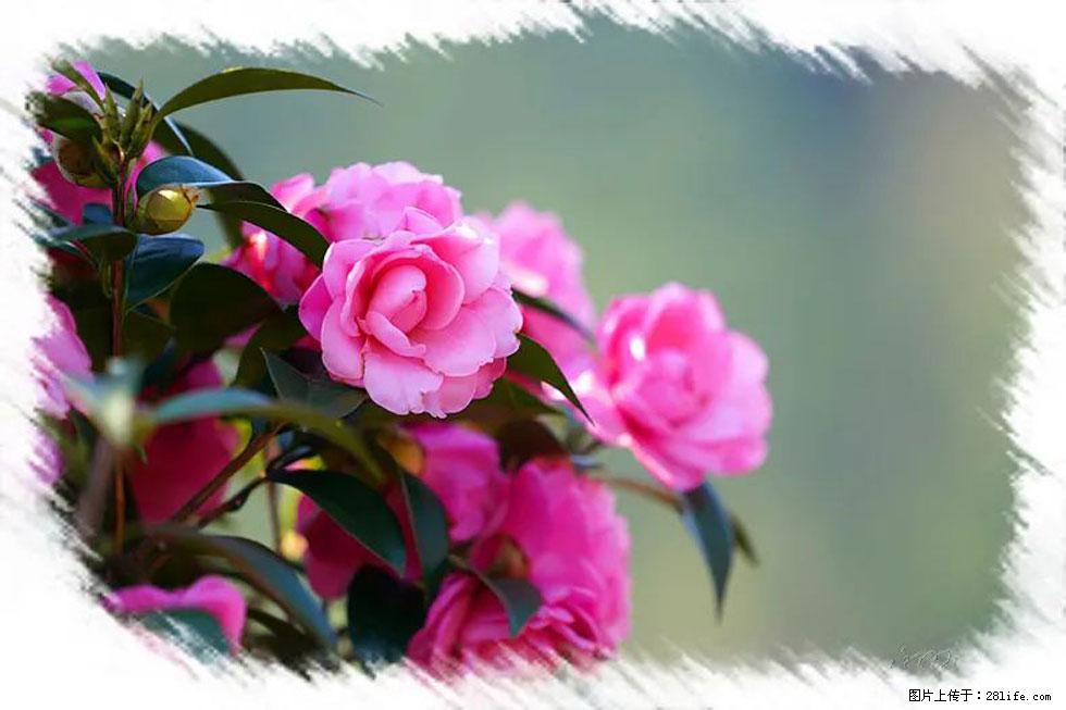 【春天,广西桂林灌阳县向您发出邀请!】杨柳井茶花惹人爱 - 游山玩水 - 襄樊生活社区 - 襄樊28生活网 xf.28life.com