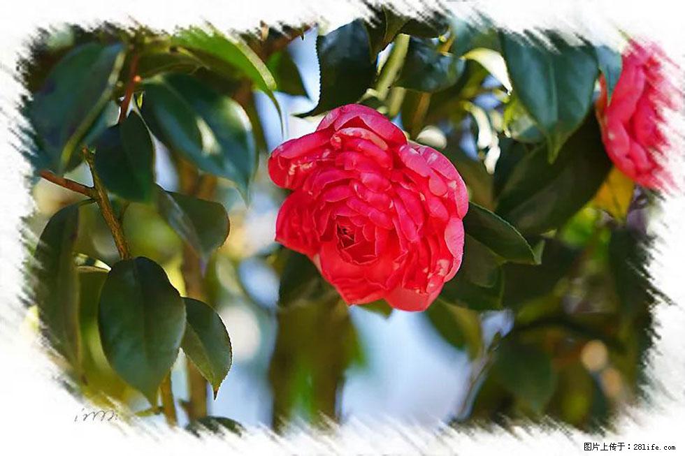 【春天,广西桂林灌阳县向您发出邀请!】杨柳井茶花惹人爱 - 游山玩水 - 襄樊生活社区 - 襄樊28生活网 xf.28life.com