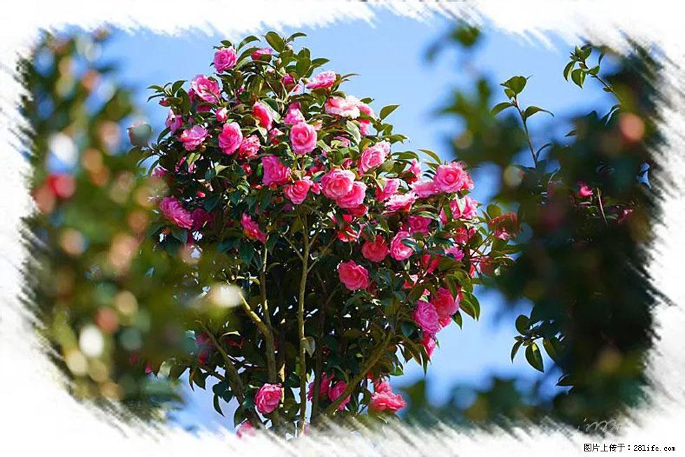 【春天,广西桂林灌阳县向您发出邀请!】杨柳井茶花惹人爱 - 游山玩水 - 襄樊生活社区 - 襄樊28生活网 xf.28life.com