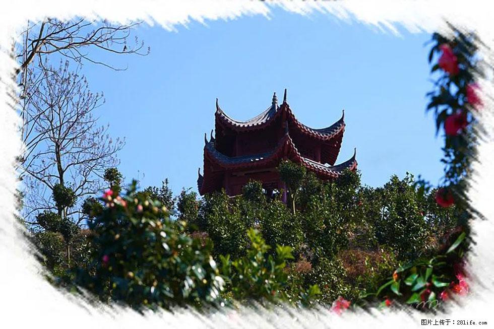 【春天,广西桂林灌阳县向您发出邀请!】杨柳井茶花惹人爱 - 游山玩水 - 襄樊生活社区 - 襄樊28生活网 xf.28life.com