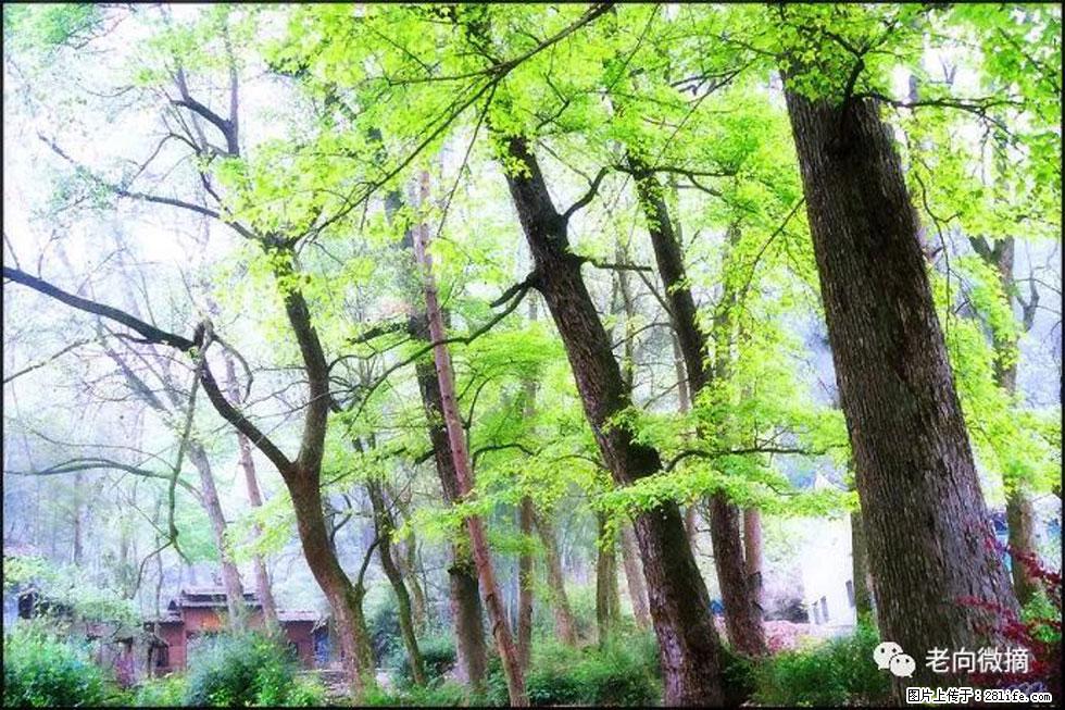【春天,广西桂林灌阳县向您发出邀请!】在小龙村与春天约会 - 游山玩水 - 襄樊生活社区 - 襄樊28生活网 xf.28life.com