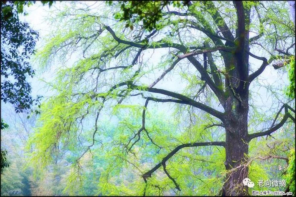 【春天,广西桂林灌阳县向您发出邀请!】在小龙村与春天约会 - 游山玩水 - 襄樊生活社区 - 襄樊28生活网 xf.28life.com