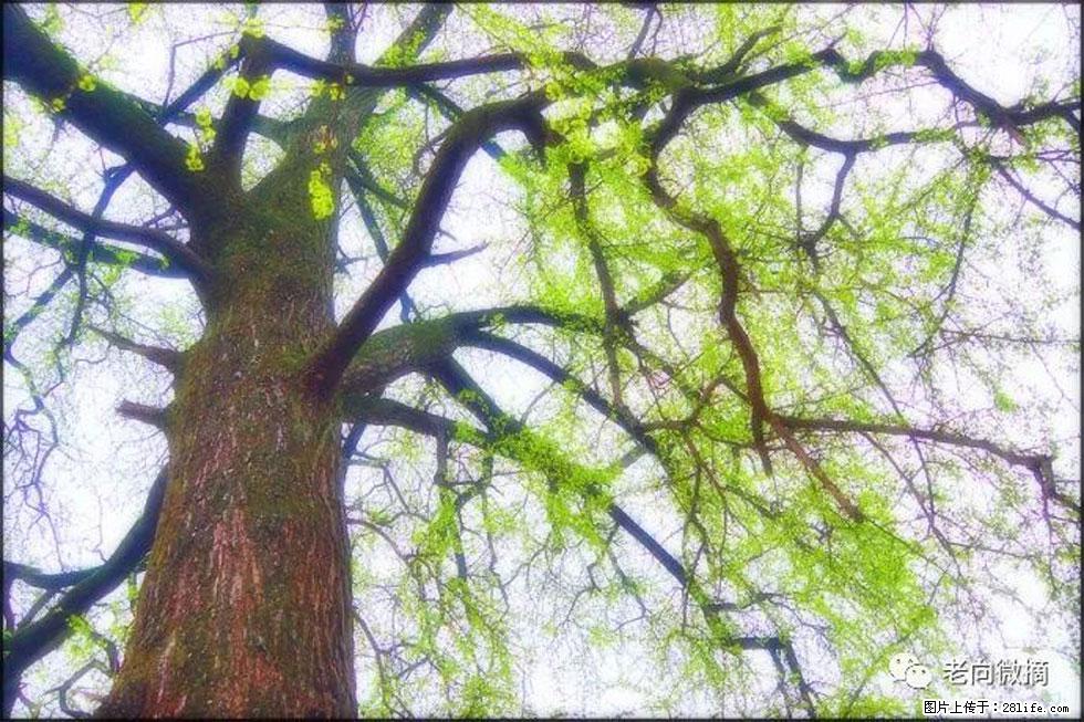 【春天,广西桂林灌阳县向您发出邀请!】在小龙村与春天约会 - 游山玩水 - 襄樊生活社区 - 襄樊28生活网 xf.28life.com