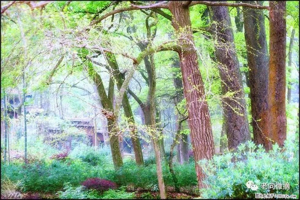【春天,广西桂林灌阳县向您发出邀请!】在小龙村与春天约会 - 游山玩水 - 襄樊生活社区 - 襄樊28生活网 xf.28life.com