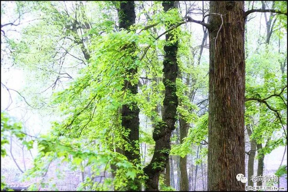 【春天,广西桂林灌阳县向您发出邀请!】在小龙村与春天约会 - 游山玩水 - 襄樊生活社区 - 襄樊28生活网 xf.28life.com