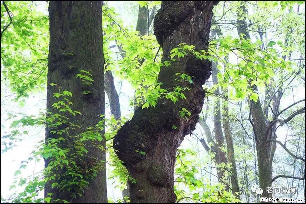 【春天,广西桂林灌阳县向您发出邀请!】在小龙村与春天约会 - 游山玩水 - 襄樊生活社区 - 襄樊28生活网 xf.28life.com