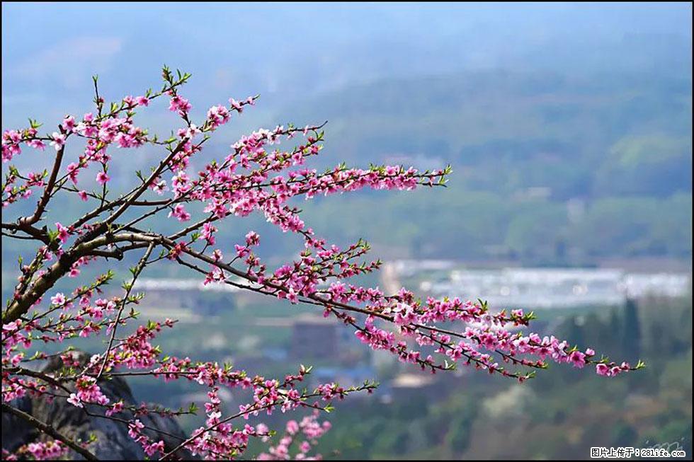 【春天，广西桂林灌阳县向您发出邀请！】望月岭上桃花开 - 游山玩水 - 襄樊生活社区 - 襄樊28生活网 xf.28life.com