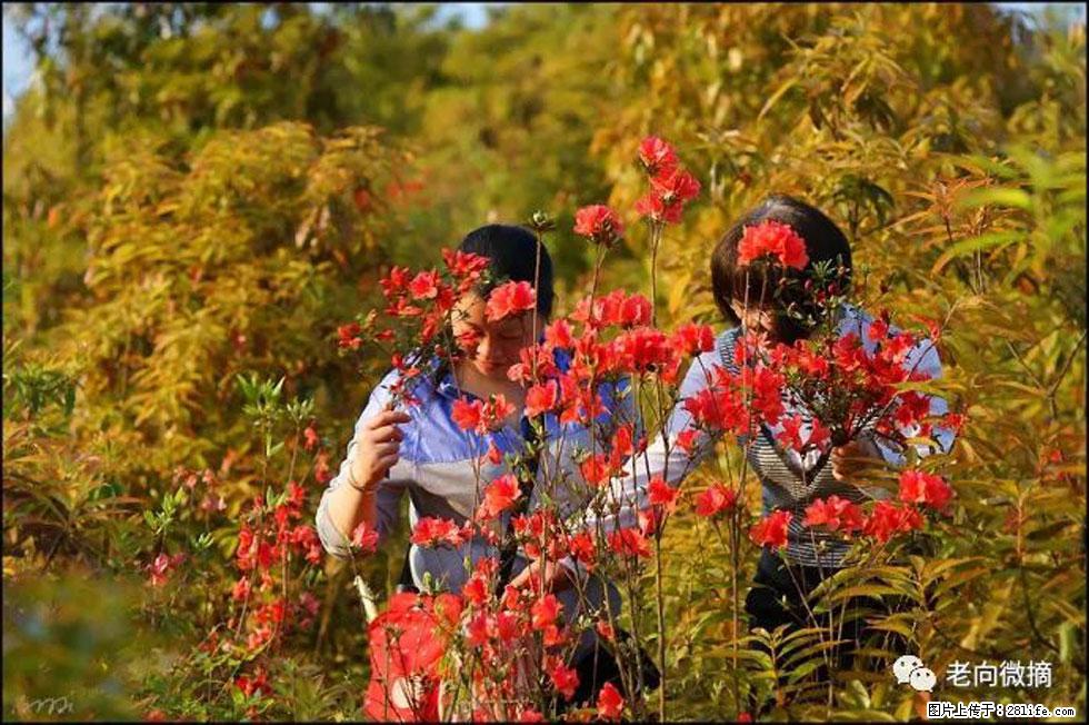 【春天，广西桂林灌阳县向您发出邀请！】登麒麟山，相约映山红 - 游山玩水 - 襄樊生活社区 - 襄樊28生活网 xf.28life.com