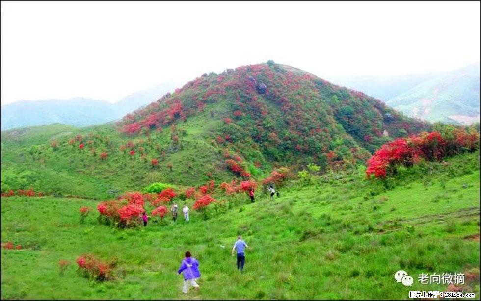 【春天,广西桂林灌阳县向您发出邀请!】宝盖山上映山红 - 游山玩水 - 襄樊生活社区 - 襄樊28生活网 xf.28life.com