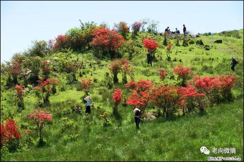 【春天,广西桂林灌阳县向您发出邀请!】宝盖山上映山红 - 游山玩水 - 襄樊生活社区 - 襄樊28生活网 xf.28life.com