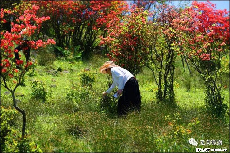 【春天,广西桂林灌阳县向您发出邀请!】宝盖山上映山红 - 游山玩水 - 襄樊生活社区 - 襄樊28生活网 xf.28life.com