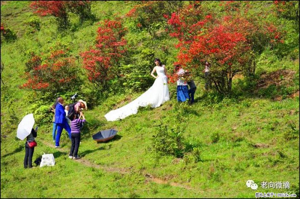 【春天,广西桂林灌阳县向您发出邀请!】宝盖山上映山红 - 游山玩水 - 襄樊生活社区 - 襄樊28生活网 xf.28life.com