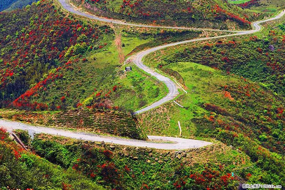 【春天,广西桂林灌阳县向您发出邀请!】春木界上映山红 - 游山玩水 - 襄樊生活社区 - 襄樊28生活网 xf.28life.com