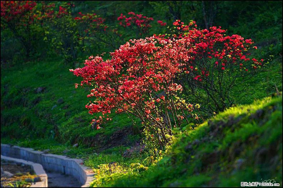 【春天,广西桂林灌阳县向您发出邀请!】春木界上映山红 - 游山玩水 - 襄樊生活社区 - 襄樊28生活网 xf.28life.com