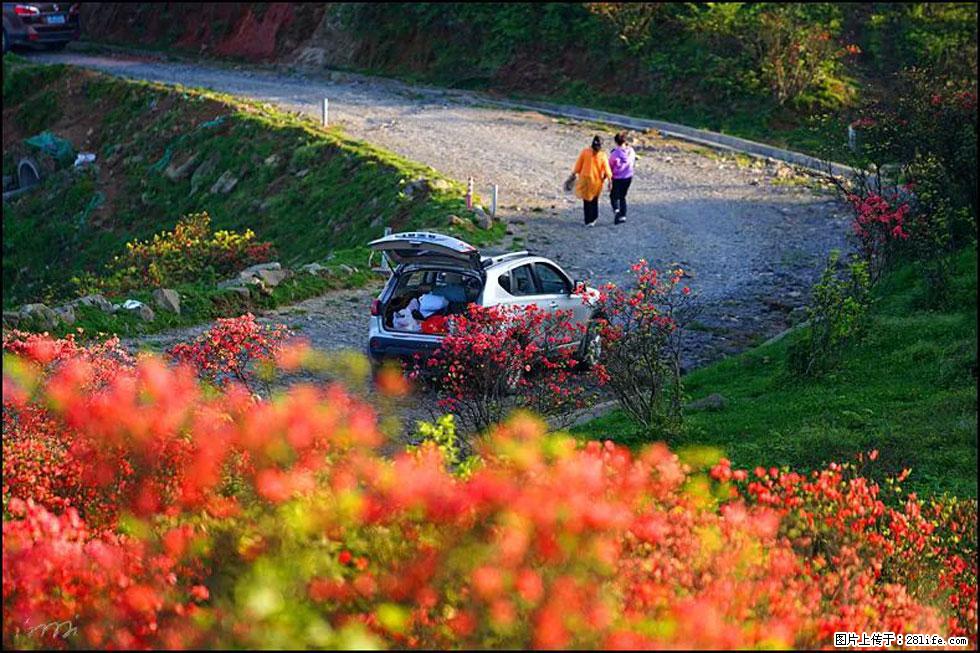 【春天,广西桂林灌阳县向您发出邀请!】春木界上映山红 - 游山玩水 - 襄樊生活社区 - 襄樊28生活网 xf.28life.com