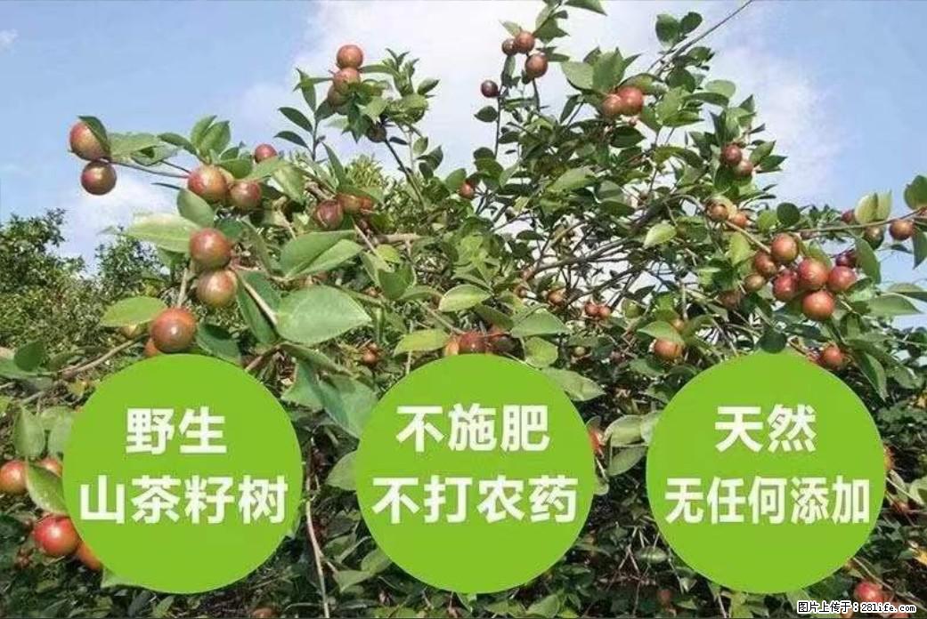 【灌阳县油茶产业示范区】一个有着充实的精神生活的人,对待身外之物自会有一种淡泊的态度 - 土特产 - 饮食特产 - 襄樊分类信息 - 襄樊28生活网 xf.28life.com