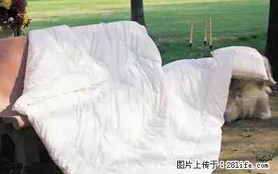 被子有异味?只要这样做,比晒太阳还强100倍! - 家居生活 - 襄樊生活社区 - 襄樊28生活网 xf.28life.com
