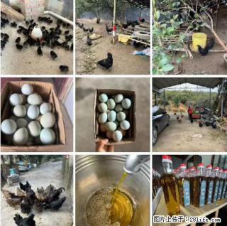 油茶园从小鸡仔开始养起的纯土鸡、土鸡蛋可以预定啦!还有前几天刚榨的纯山茶油哦 - 襄樊28生活网 xf.28life.com