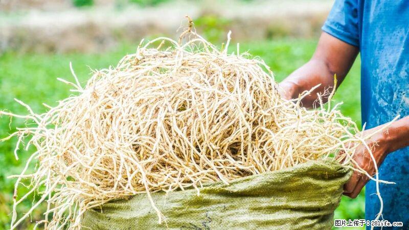 堪称“最难吃”的蔬菜，却是 “抗辐射神器”，还能护肺、清热、止咳化痰！ - 襄樊生活资讯 - 襄樊28生活网 xf.28life.com