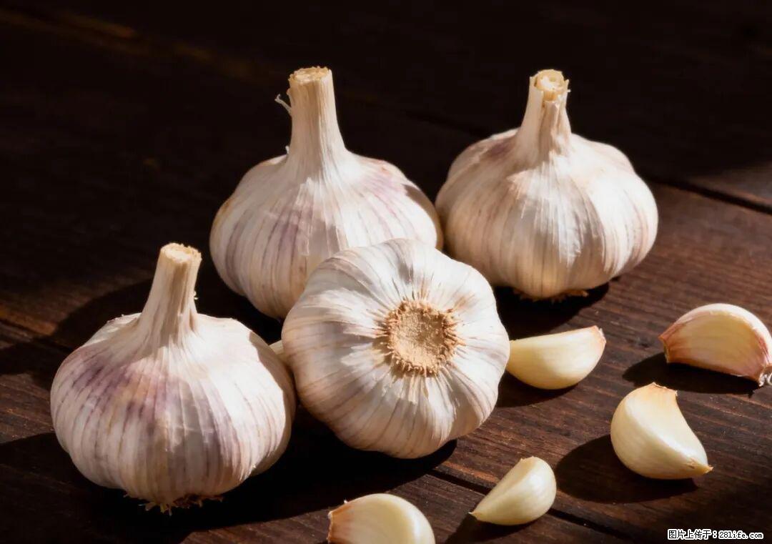 关于大蒜，除了“天然抗生素”，这4个谣言更该警惕! - 襄樊生活资讯 - 襄樊28生活网 xf.28life.com