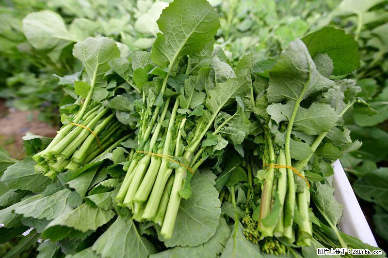 这些蔬菜是“天然钙片”，这6种被医生重点推荐 - 襄樊生活资讯 - 襄樊28生活网 xf.28life.com